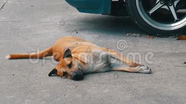 红色流浪狗躺在泰国一个城市的街道上